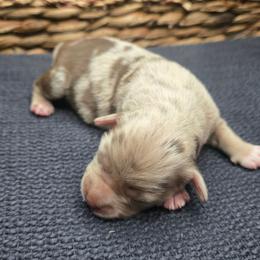 Greta Garbo - Red merle female Miniature Australian Shepherd puppy in Paris, Texas from Blue Envy Mini Aussies