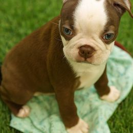 Cassidy - Red male Boston Terrier puppy in Powell Butte, Oregon from RVF Boston Terriers