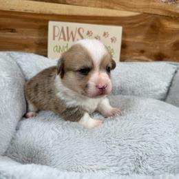 Hoss - Red merle and white male American Corgi puppy in Stillwater, Oklahoma from Steele Family Farms