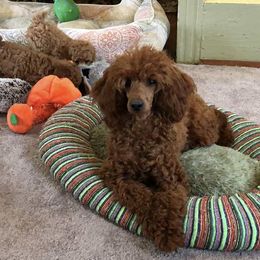 Rocket - Poodle