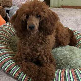 Rocket - Poodle