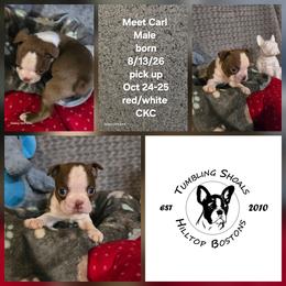 Carl - Red male Boston Terrier puppy in Millers Creek, North Carolina from Tumbling Shoals Hilltop Bostons