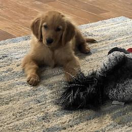 Golden Retriever Puppies from Clover Creek Goldens