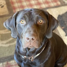 Dougal - Labrador Retriever