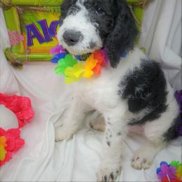 Labradoodle Puppies from Tyson's Farm Doodles