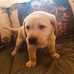 Labrador Retrievers from Maddie’s Babies