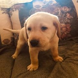 Labrador Retrievers from Maddie’s Babies