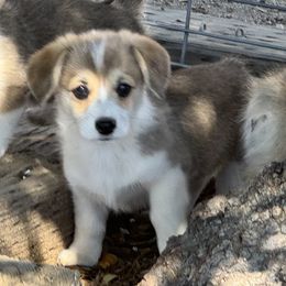 Girl 2 - Sable female Pembroke Welsh Corgi puppy in Santa Clarita, California from Trotter Hill Farms