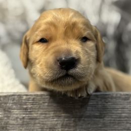 Lizzie - Golden Golden Retriever puppy in Angier, North Carolina from Howard's Retrievers