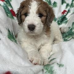 SUNSHINE - Merle female Saint Berdoodle puppy in San Antonio, Texas from Mammoth Doodles