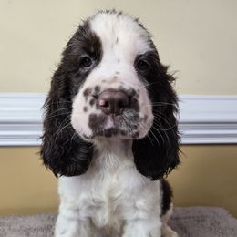 Libby - Liver and white female English Springer Spaniel puppy in Statesville, North Carolina from BAR Z Springers