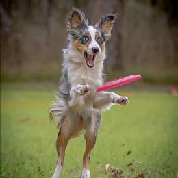Miniature Australian Shepherds from Kat Fahle
