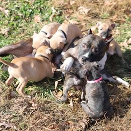 American Pit Bull Terrier and American Staffordshire Terrier Puppies from AptiBull Terriers