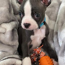 Boston Terriers from Lucky 7 Bostons