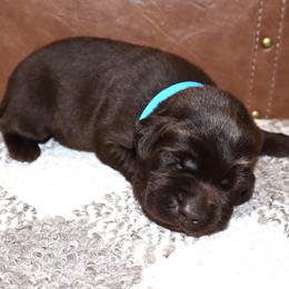 Ford - Chocolate male Labrador Retriever puppy in Camden, Indiana from Camden's Caring Canines