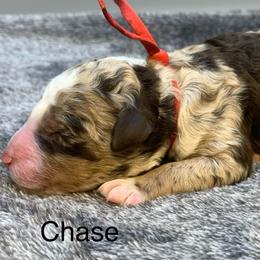 Chase - Chocolate merle male Bernedoodle puppy in New Ringgold, Pennsylvania from Hawk Mountain Doodles