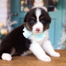 Daisy - Black tri-color female Australian Shepherd puppy in Georgetown, Texas from River Reign Australian Shepherds