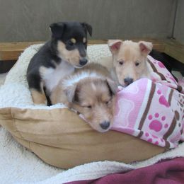Collie Puppies from Arabella Collies