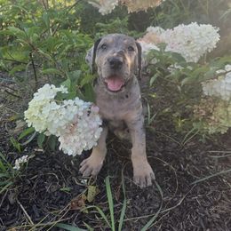 Comet - Merle male Great Dane puppy in Arpin, Wisconsin from Arpin Great Danes