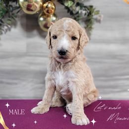 Poodle Puppies from Athena Smiles Standard Poodles