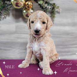 Poodle Puppies from Athena Smiles Standard Poodles