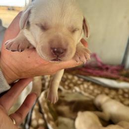 Female 6 - Yellow female Labrador Retriever puppy in Yamhill, Oregon from FitzGerald Kennels