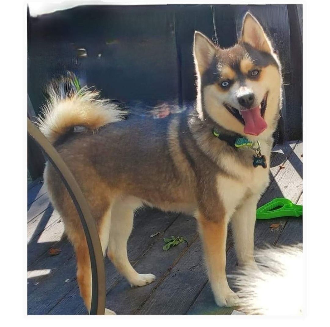 Ace - Pomsky puppy in Elkton, Maryland from Pomsky Palace llc