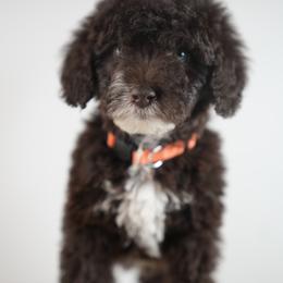 Nougat - The Choolate Collection - Brown and white male Bernedoodle puppy in Caldwell, Idaho from Boise Doodle Co.