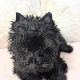 Foxy - Black and tan female Yorkshire Terrier puppy in Gaylesville, Alabama from Sweet Alabama Yorkies