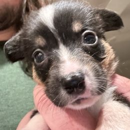 Cookie - Black and tan female Pembroke Welsh Corgi puppy in Orangevale, California from Corgis of the Heart