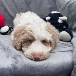 Valentine - Blenheim male Cavapoo puppy in Austin, Texas from Doodles of Central Texas