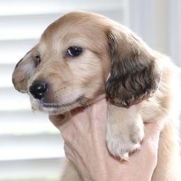 Boy 3 - male Dachshund puppy in Raleigh, North Carolina from McLovin Doxies