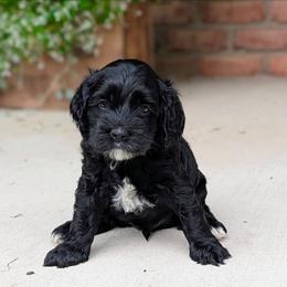 Gray Collar - Black and white male Cockapoo puppy in Newmanstown, Pennsylvania from Greta's Cockapoos