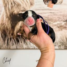 Chief - Tri-color male Bernedoodle puppy in Wamego, Kansas from Doodles of Oz