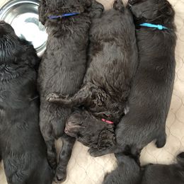 Boykin Spaniel Puppies from Indian Field Boykins