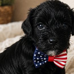 Schnoodles from Lewis Family Schnoodles