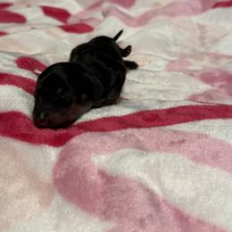 Flurry - Black and tan male Dachshund puppy in Denison, Texas from Digging Dachshunds