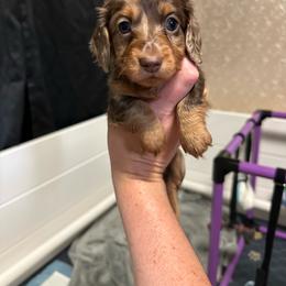 Bell - Dapple female Dachshund puppy in Sacred Heart, Minnesota from Sacred Dachshunds