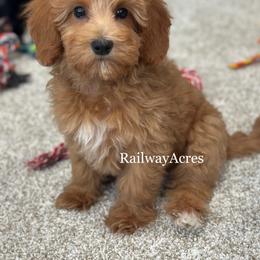 Zander - Red  male Goldendoodle puppy in Milford, Indiana from Railway Acres Kennel