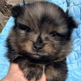Jelly Bean - Blue merle male Pomeranian puppy in Clarksville, Tennessee from Bee Mine Maltipoos and Pomeranians