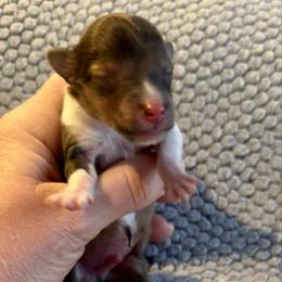 SUPERMAN - Sable & white male Toy Shetland Sheepdog puppy in Livonia, Michigan from M7’s Shelties, Toonies & AussieDoodles