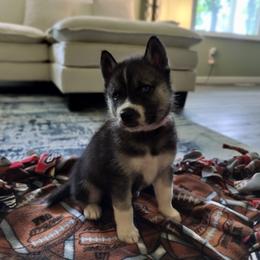 AKC Lilly - Agouti and white female Siberian Husky puppy in Cedarville, Ohio from Evereve Kennels