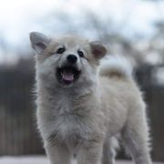 Icelandic Sheepdog Puppies from Valhalla Icelandic Sheepdogs