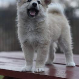 Icelandic Sheepdog Puppies from Valhalla Icelandic Sheepdogs
