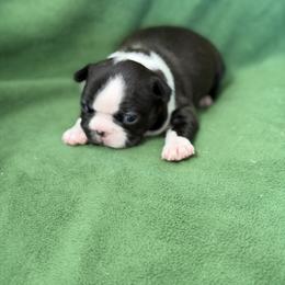 Robin - Seal brindle and white female Boston Terrier puppy in Lake City, Florida from RuckerRun Boston Terriers