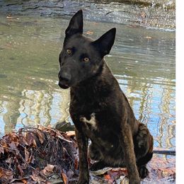 Quara - Dutch Shepherd