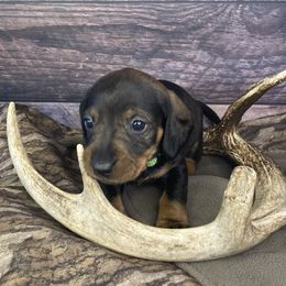 Boy 2 - Wild boar Dachshund puppy in New Caney, Texas from Liberty Dachs