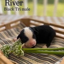 River - Black tri male Miniature Australian Shepherd puppy in Louisville, Mississippi from Magnolia Spring Aussies