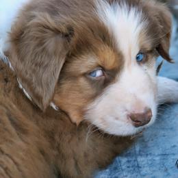 Billy - Red tri-color male Australian Shepherd puppy in Tuscola, Texas from Rockin D Ranch