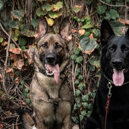 German Shepherds from Sonnengold German Shepherds